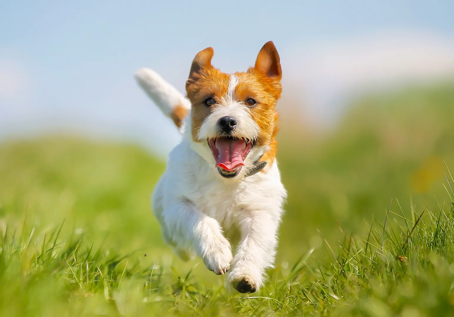 草原を走る愛犬