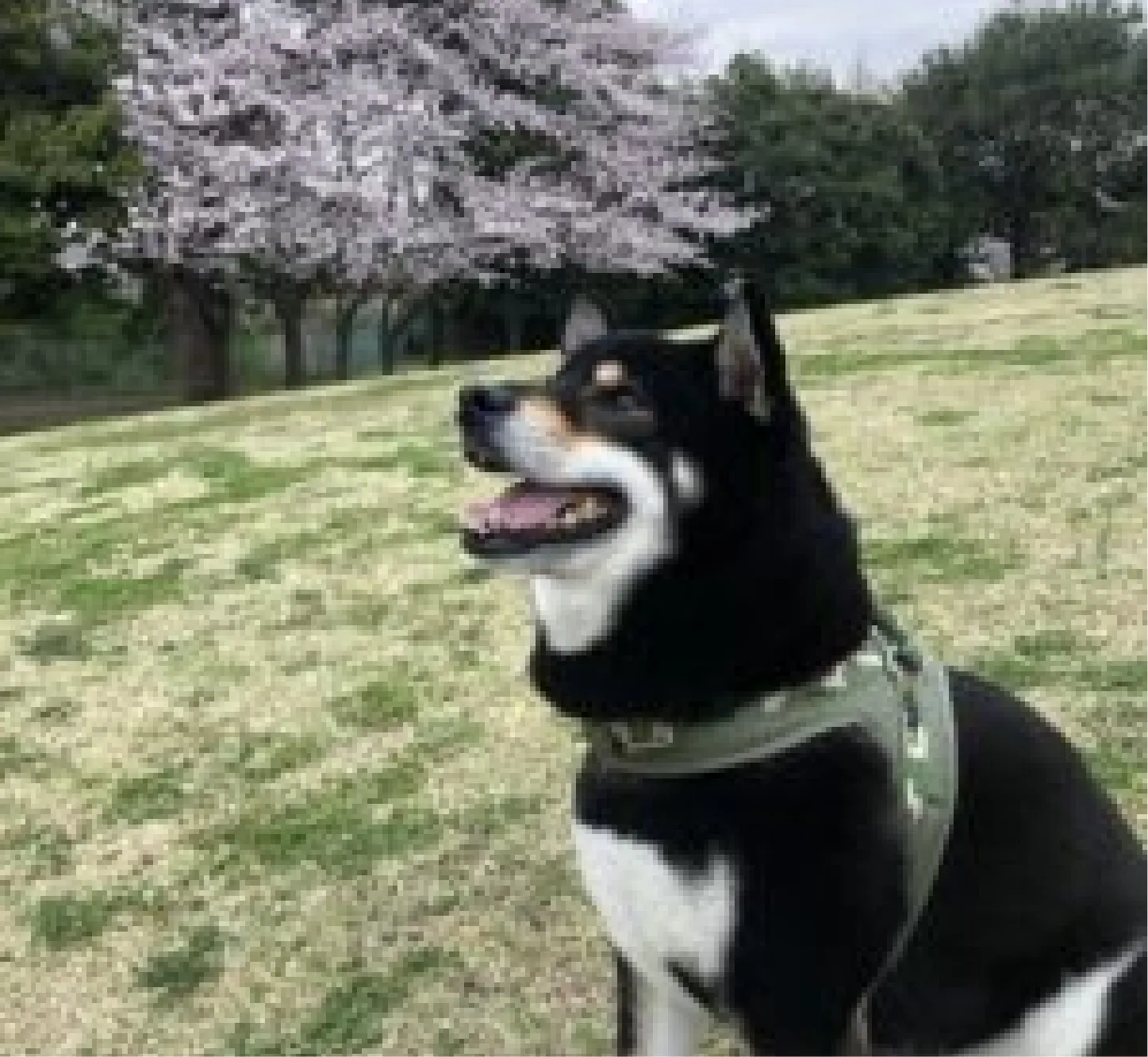 ご相談いただいたワンちゃん